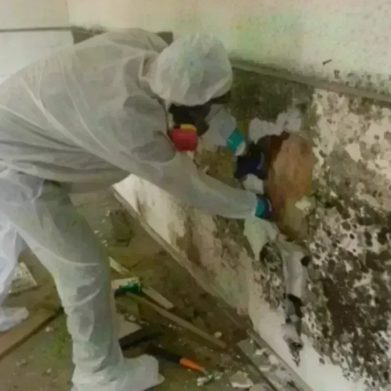 Mold Remediation and Removal in Pine Bluffs, WY